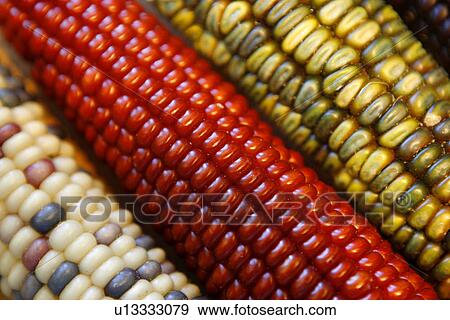 Corn with Coloured Kernals View Large Photo Image Stock Photo - Corn with Coloured Kernals. Fotosearch