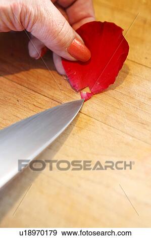 Stock Photo - Cutting a Rose Petal. Fotosearch