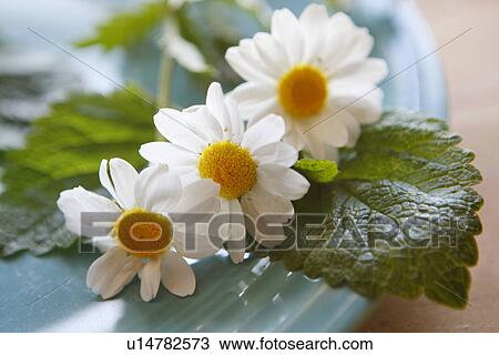 Stock Image - Decorative Daisies on plate. Fotosearch
