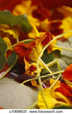 Stock Image - Edible Nasturtium Flowers. Fotosearch