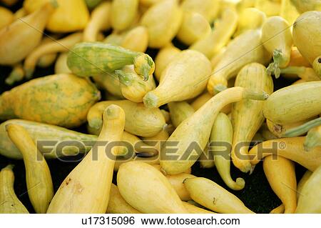 Stock Photograph - Golden Dawn Zucchini. Fotosearch