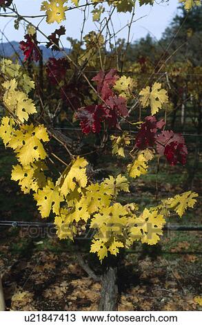 Stock Image - Grape vine. Fotosearch