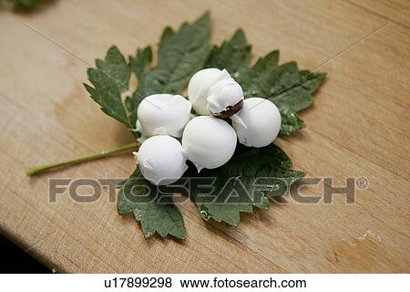 Grapes dipped in White Chocolate View Large Photo Image Stock Photo - Grapes dipped in White Chocolate. Fotosearch