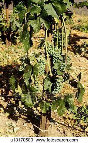 Grapes, Napa Valley, California, North America View Large Photo Image Stock Image - Grapes, Napa Valley, California, North America. Fotosearch
