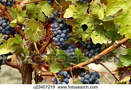 Grapes, Napa Valley, California, North America View Large Photo Image Stock Photo - Grapes, Napa Valley, California, North America. Fotosearch
