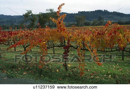 Stock Photo - Grapevine turning gold. Fotosearch