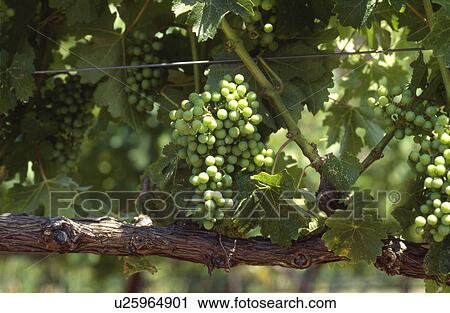 Green grapes on the vine View Large Photo Image Stock Image - Green grapes on the vine. Fotosearch
