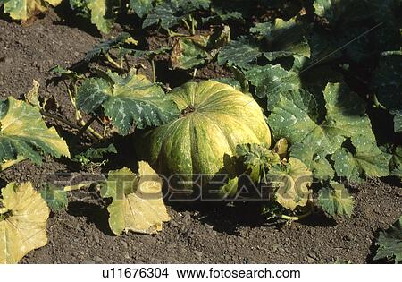 Picture - Growing Pumpkin. Fotosearch