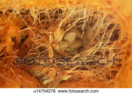 Stock Photo - Inside of Pumpkin. Fotosearch