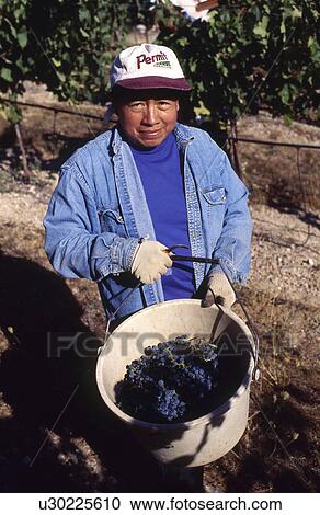 Stock Image - Lady with a bucket of grapes for wine. Fotosearch
