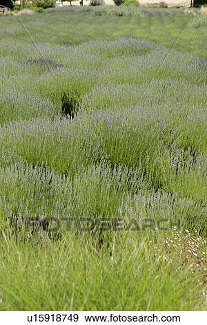 Stock Photo - Lavender field. Fotosearch