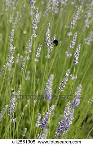 Stock Photography - Lavender with Bee. Fotosearch