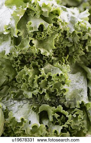 Stock Image - Lettuce at Farmers Market. Fotosearch