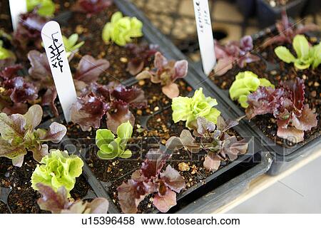 Lettuce Mix at Farmers Market View Large Photo Image Stock Photo - Lettuce Mix at Farmers Market. Fotosearch