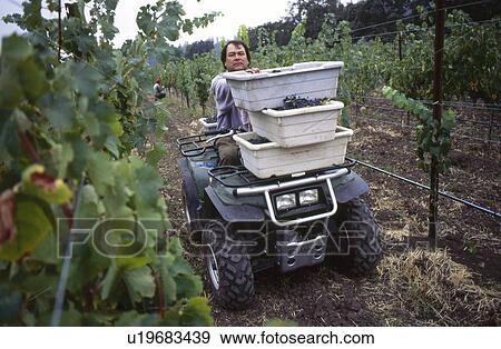 Stock Photo - Man collecting grapes. Fotosearch