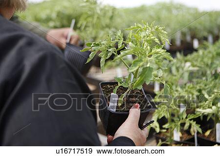 Stock Photo - Mandarin Herb at Farmers Market. Fotosearch
