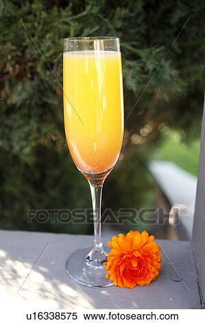 Mimosa Sunrise Champagne Cocktail View Large Photo Image Stock Photography - Mimosa Sunrise Champagne Cocktail. Fotosearch