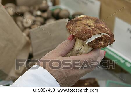 Mushroom at Farmers Market View Large Photo Image Stock Image - Mushroom at Farmers Market. Fotosearch