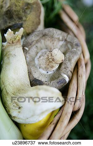 Stock Photo - Mushrooms in Basket. Fotosearch