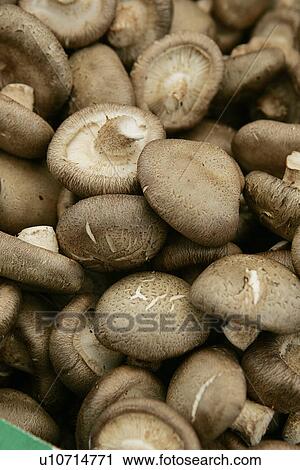 Stock Image - Mushrooms. Fotosearch