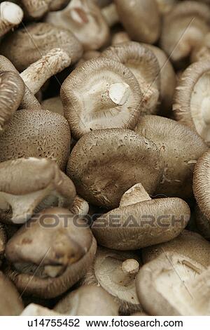 Stock Image - Mushrooms. Fotosearch
