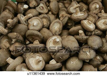 Stock Photo - Mushrooms. Fotosearch
