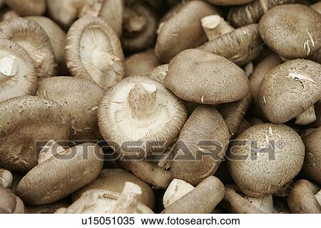 Stock Photography - Mushrooms. Fotosearch