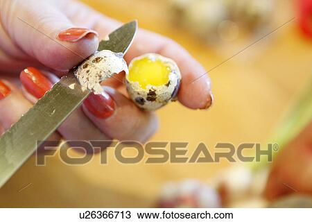 Stock Image - Open Quail Egg. Fotosearch