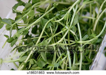 Stock Image - Pea Shoots. Fotosearch