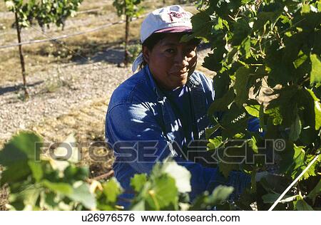 Picking Grapes View Large Photo Image Stock Photograph - Picking Grapes. Fotosearch