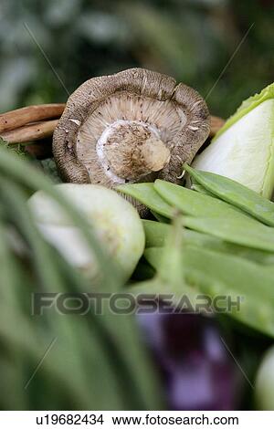 Portobello Mushroom in Basket View Large Photo Image Picture - Portobello Mushroom in Basket. Fotosearch