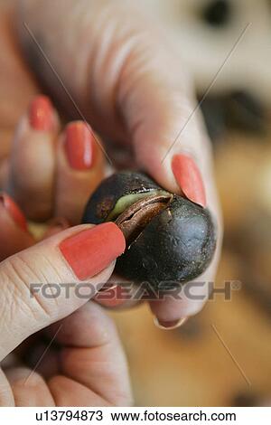 Stock Image - Preparing Fig with chocolate. Fotosearch