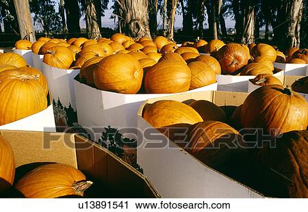 Pumpkins, Napa Valley, California, North America View Large Photo Image Stock Image - Pumpkins, Napa Valley, California, North America. Fotosearch