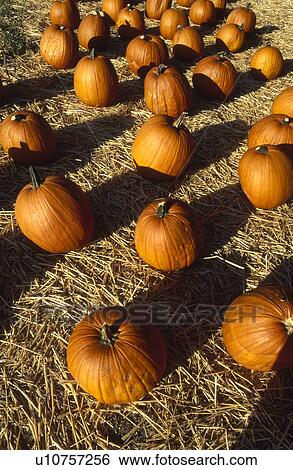 Stock Photograph - Pumpkins. Fotosearch