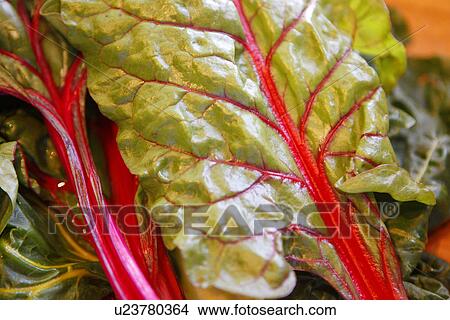 Picture - Rainbow Chard. Fotosearch
