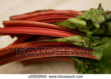 Stock Photography - Rainbow Chard. Fotosearch