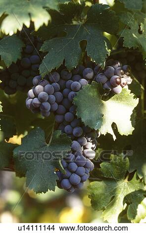 Red grapes on vine View Large Photo Image Picture - Red grapes on vine. Fotosearch
