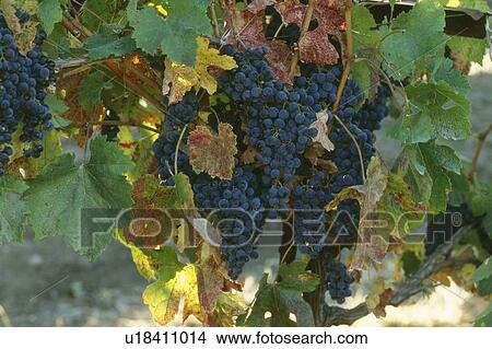 Red Grapes on vine View Large Photo Image Picture - Red Grapes on vine. Fotosearch