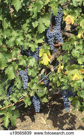 Red Grapes on vine View Large Photo Image Stock Photo - Red Grapes on vine. Fotosearch