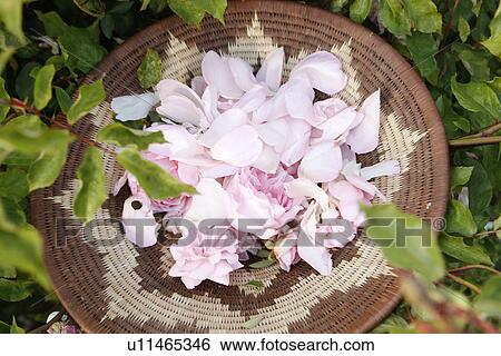 Stock Photograph - Rose Petals in Basket. Fotosearch