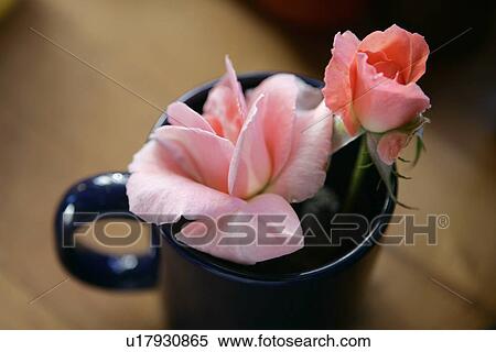 Stock Photography - Roses in Mug. Fotosearch