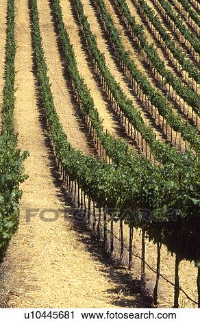 Stock Image - Rows of Grapevines. Fotosearch