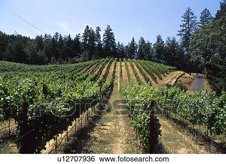 Rows of Grapevines View Large Photo Image Stock Photograph - Rows of Grapevines. Fotosearch