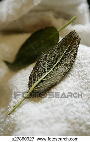 Stock Photo - Sage Leaf. Fotosearch