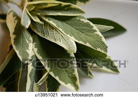 Stock Image - Sage Leaves. Fotosearch