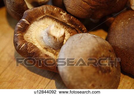 Shiitake Mushrooms View Large Photo Image Stock Image - Shiitake Mushrooms. Fotosearch
