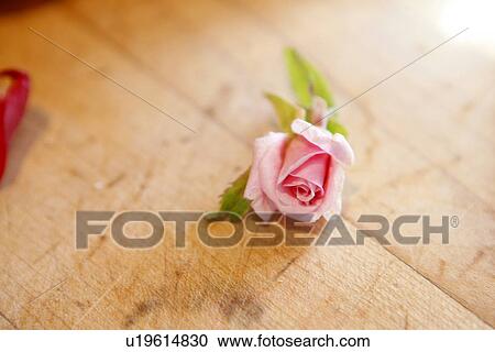 Single Rose Bud View Large Photo Image Stock Image - Single Rose Bud. Fotosearch