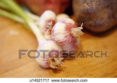 Spring Onion View Large Photo Image Stock Photo - Spring Onion. Fotosearch