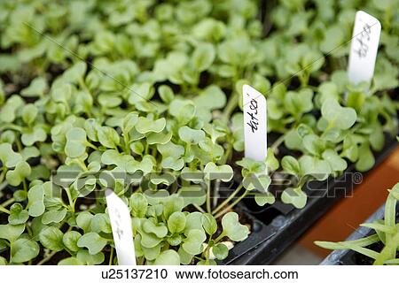 Tatsoi at Farmers Market View Large Photo Image Stock Image - Tatsoi at Farmers Market. Fotosearch