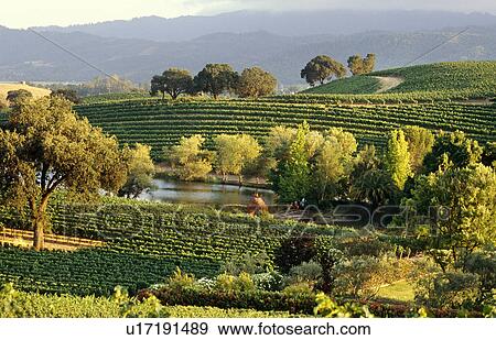 The rolling Quintessa Vineyard, Napa Valley, California, North America View Large Photo Image Stock Photo - The rolling Quintessa Vineyard, Napa Valley, California, North America. Fotosearch
